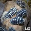 Armadillidium Maculatum Spotted Isopods