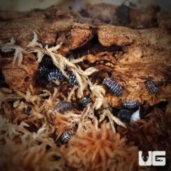 Armadillidium Maculatum Zebra Isopods