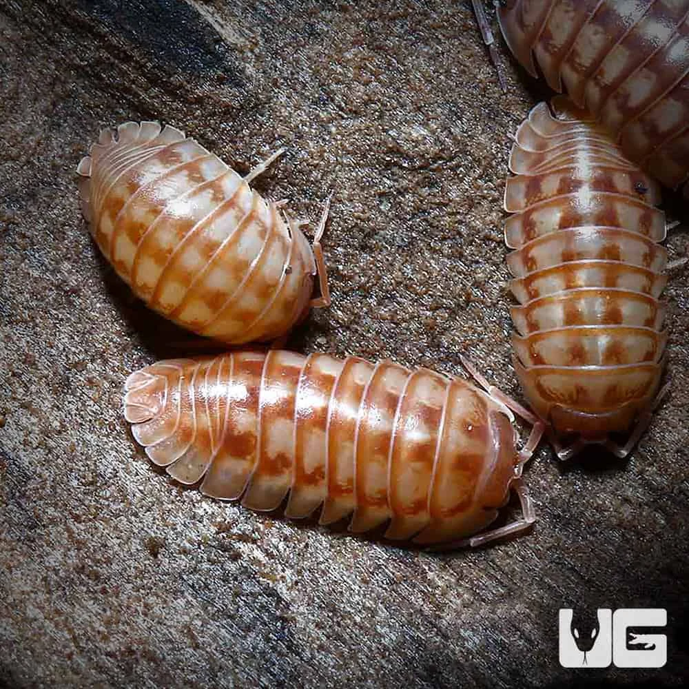 Armadillidium Nasatum Peach Isopods