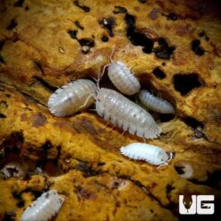 Armadillidium Nasatum Pearl Isopods