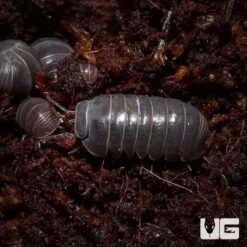 Armadillidium Officinalis Isopods