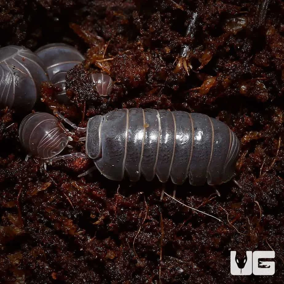 Armadillidium Officinalis Isopods