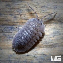 Armadillidium Peraccae Isopods