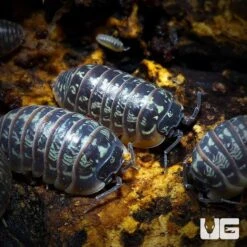Armadillidium Versicolor Polska Isopods
