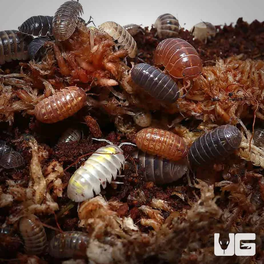Armadillidium Vulgare Gem Mix Isopods