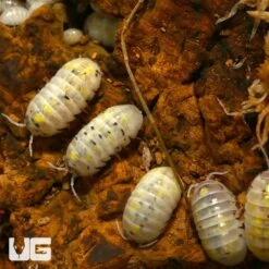 Armadillidium Vulgare Magic Potion Isopods