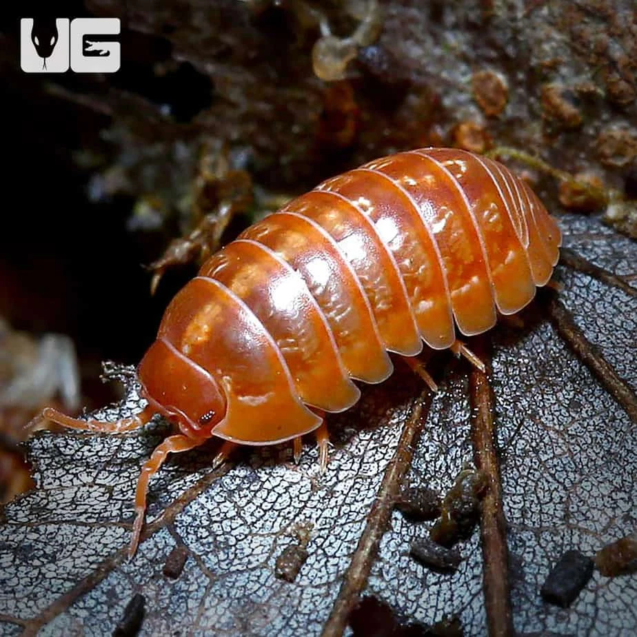 Armadillidium Vulgare Orange Vigor Isopods