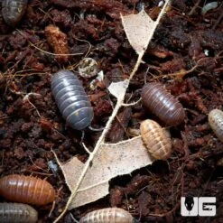 Armadillidium Vulgare Punta Cana Isopods