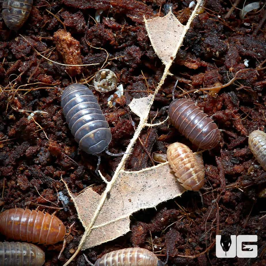 Armadillidium Vulgare Punta Cana Isopods
