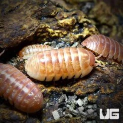 Armadillidium Vulgare Tangerine Isopods