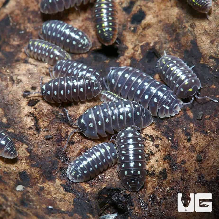 Armadillidium Klugii Pudding Isopods