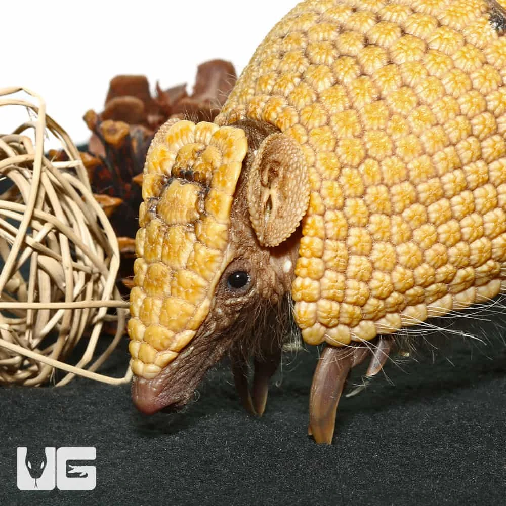 Baby Three Banded Armadillo #2