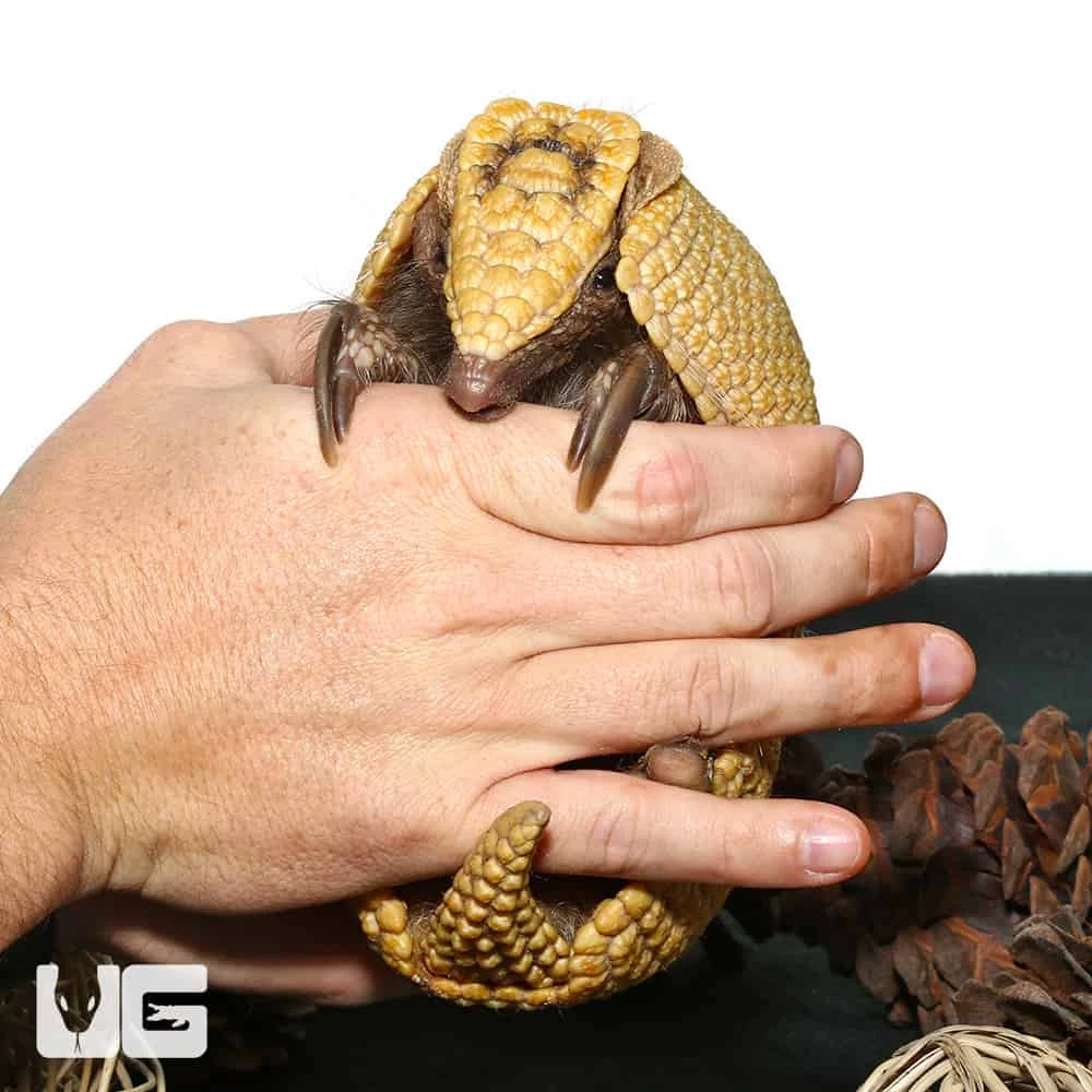 Baby Three Banded Armadillo #2 - Image 3