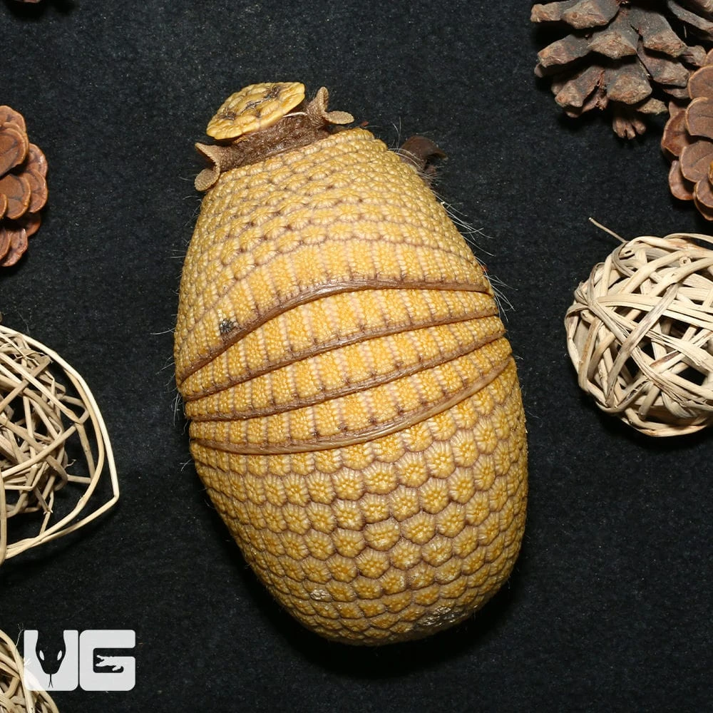 Baby Three Banded Armadillo #2 - Image 4