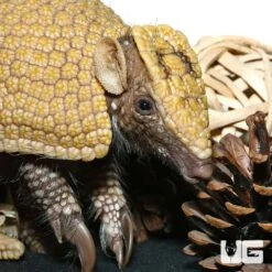 Baby Three Banded Armadillo #4