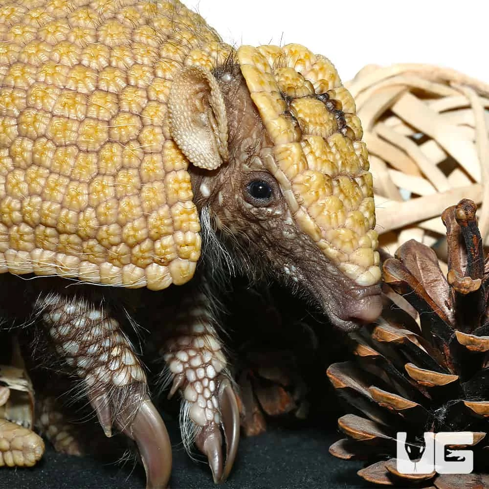 Baby Three Banded Armadillo #4