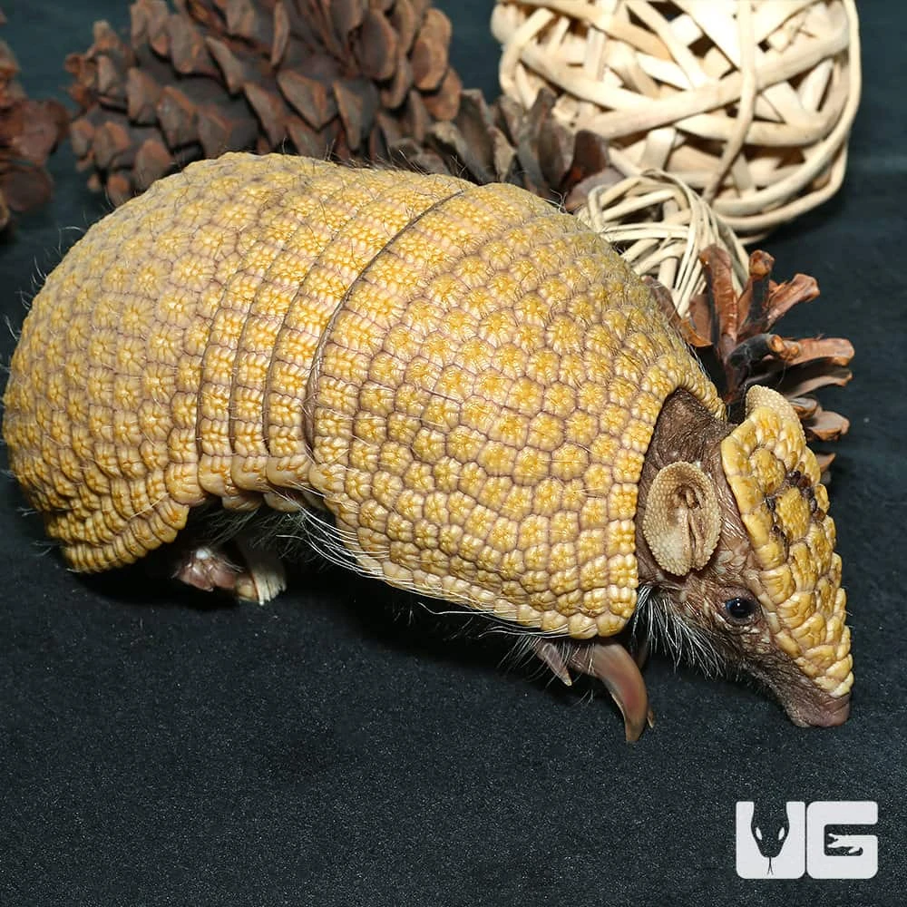 Baby Three Banded Armadillo #4 - Image 4