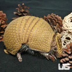 Baby Three Banded Armadillo #5