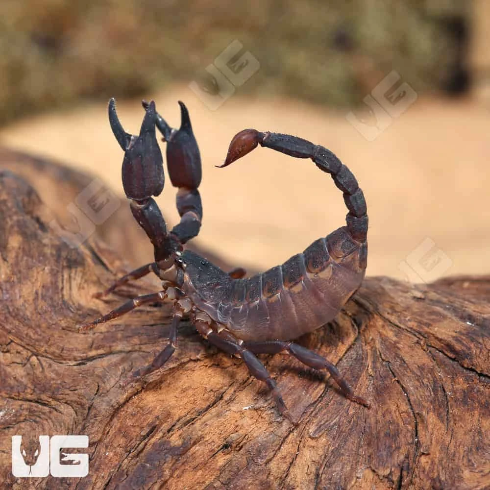 Asian Bush Scorpion - Image 4