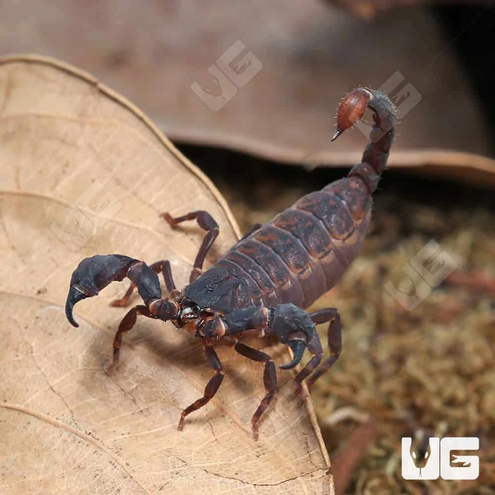 Asian Bush Scorpion