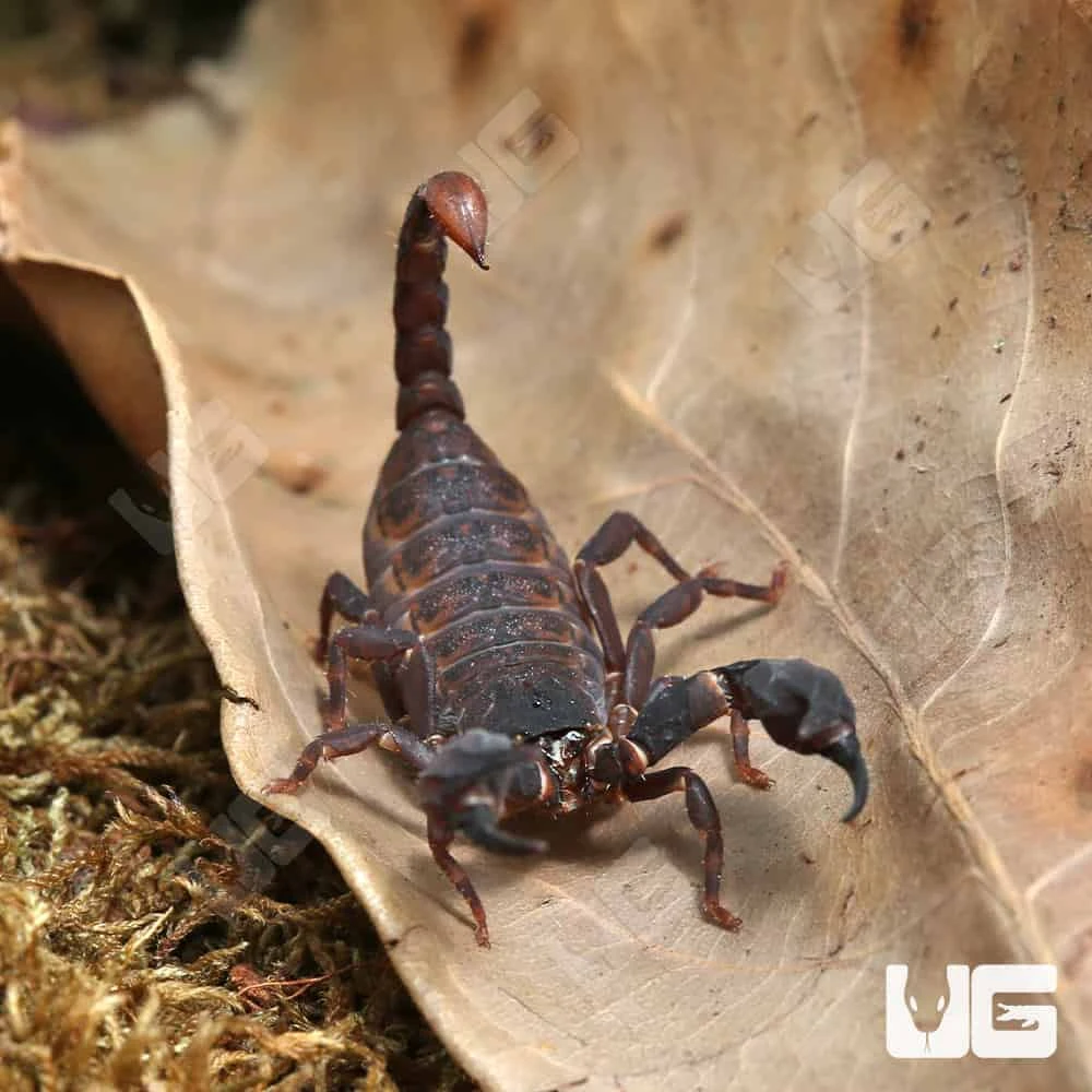 Asian Bush Scorpion - Image 2