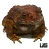 Asian Toad