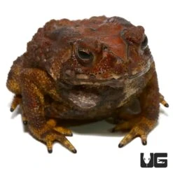 Asian Toad