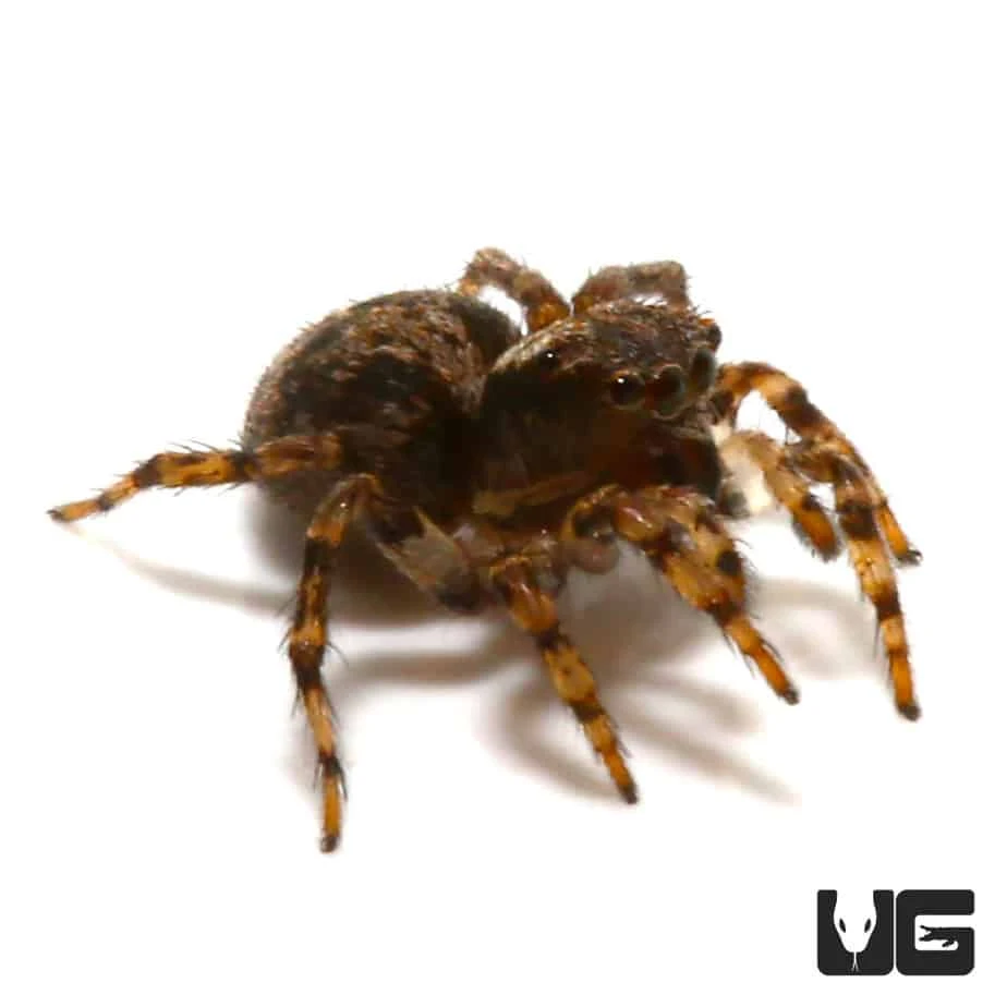 Asian Wall Jumping Spider