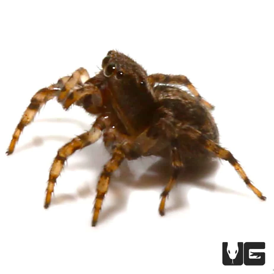 Asian Wall Jumping Spider - Image 2