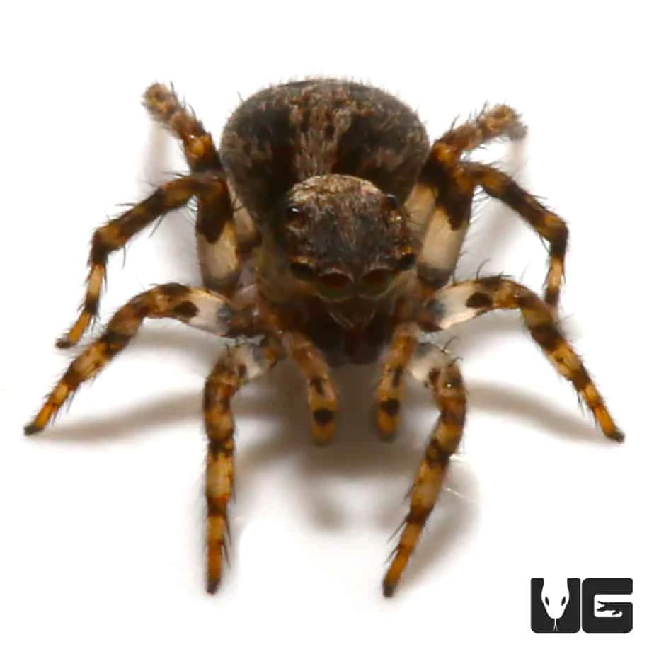 Asian Wall Jumping Spider - Image 3