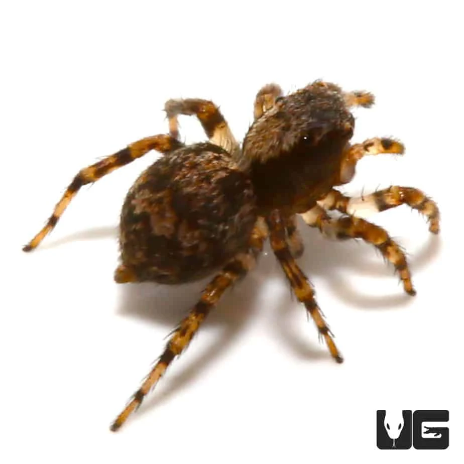 Asian Wall Jumping Spider - Image 4