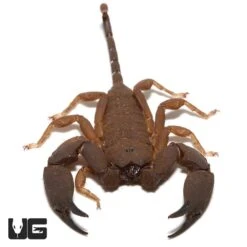 Australian Rainforest Scorpion