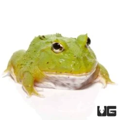 Avocado Patternless Green Pacman Frog