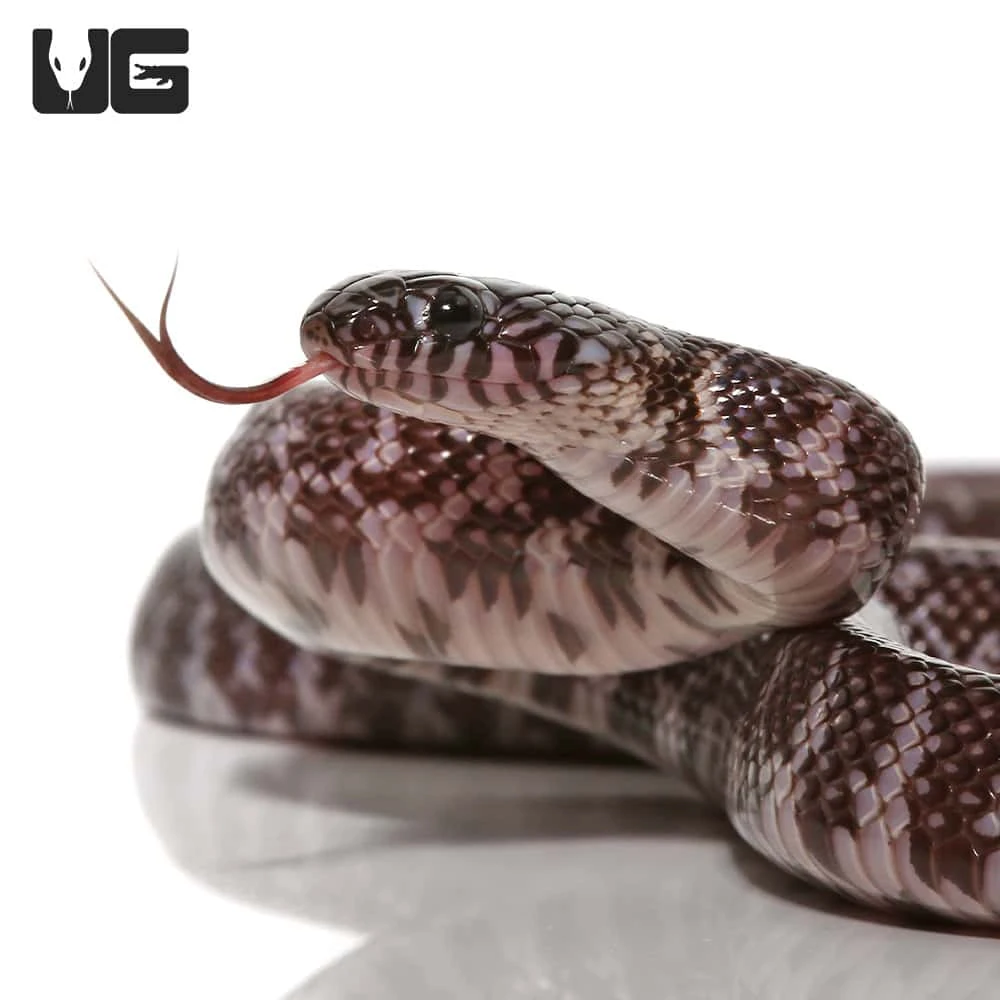 Baby Axanthic Florida Kingsnake - Image 2