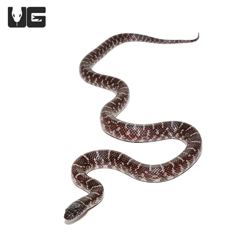 Baby Axanthic Florida Kingsnake - Image 3