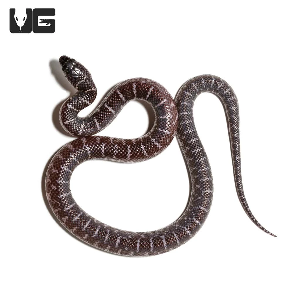 Baby Axanthic Florida Kingsnake - Image 4
