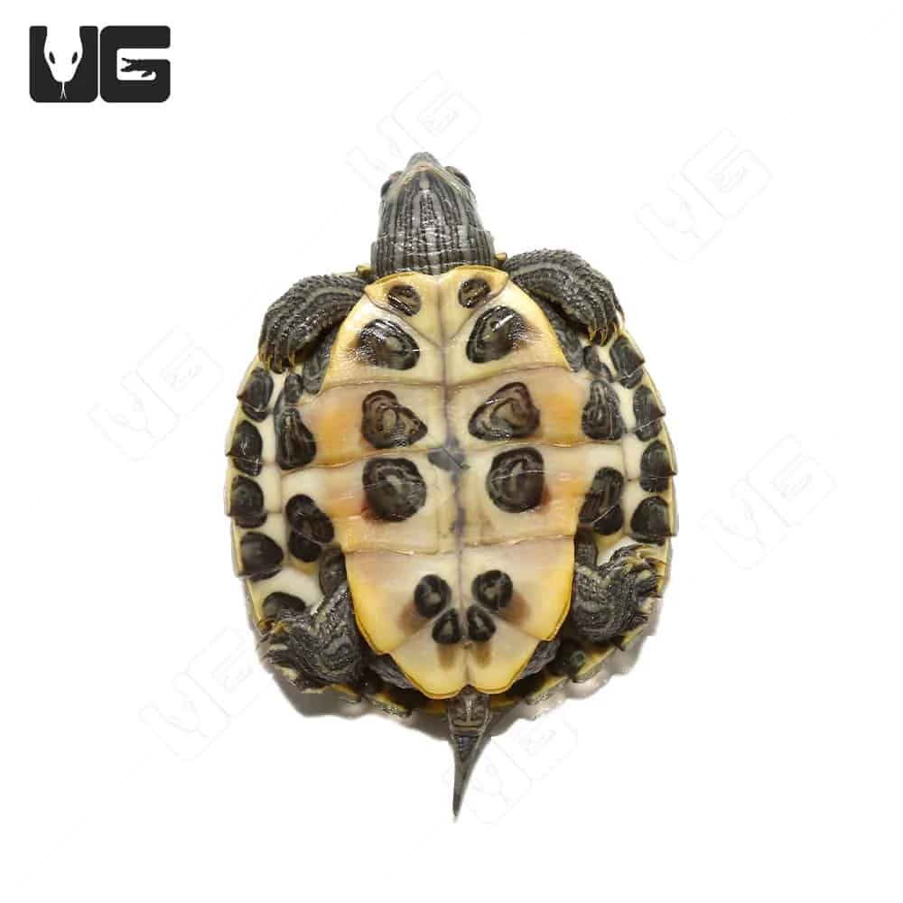 Baby Axanthic Red Ear Slider Turtle - Image 3