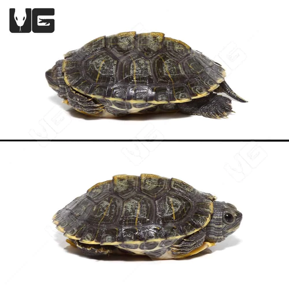 Baby Axanthic Red Ear Slider Turtle - Image 2