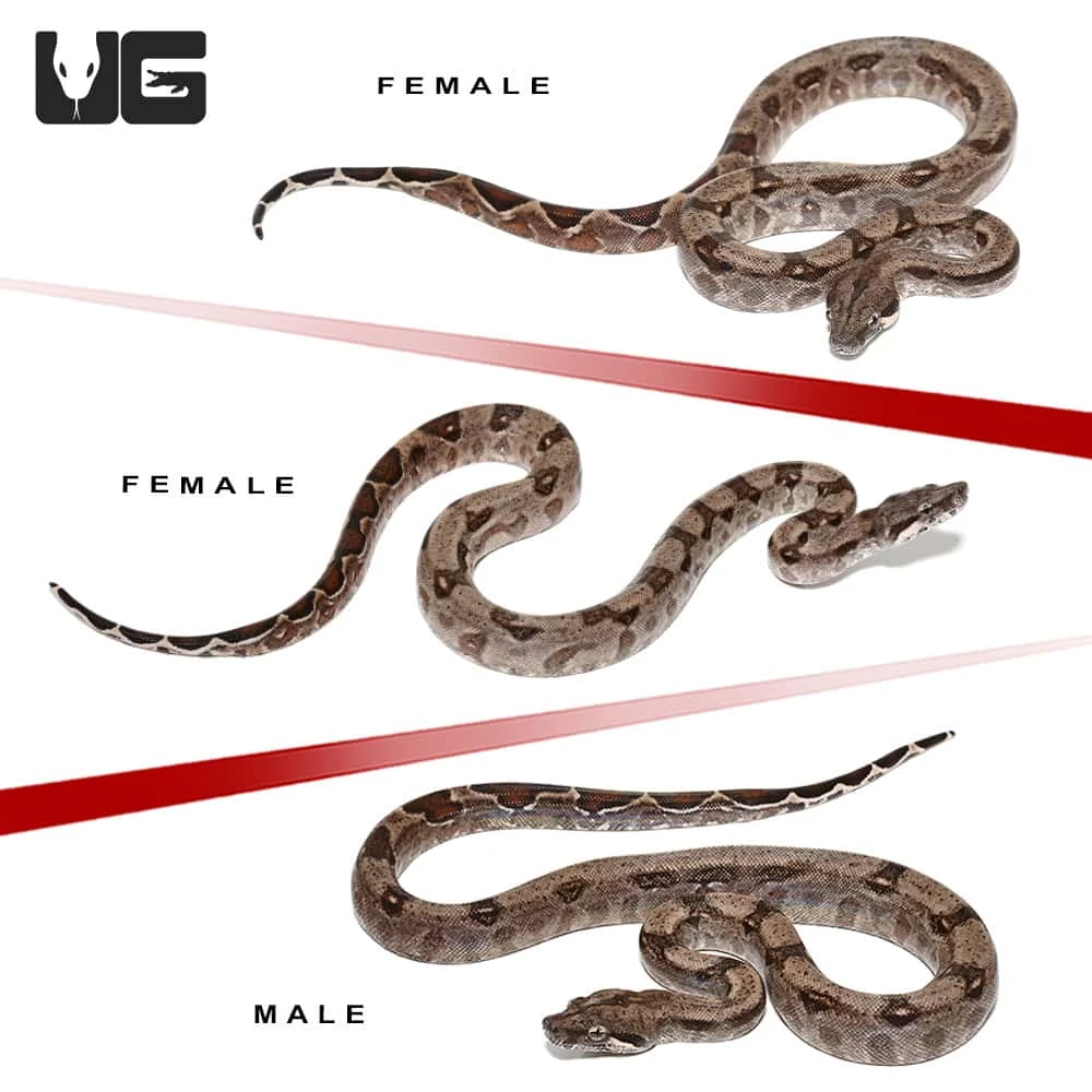 Baby Aberrant Central American Boa Trio #2