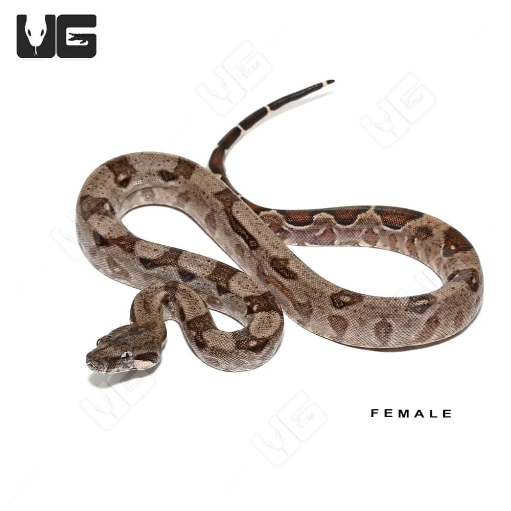 Baby Aberrant Central American Boa Trio #2 - Image 4