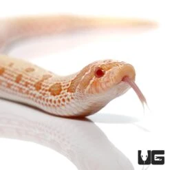 Baby Albino Anaconda Western Hognose Snake
