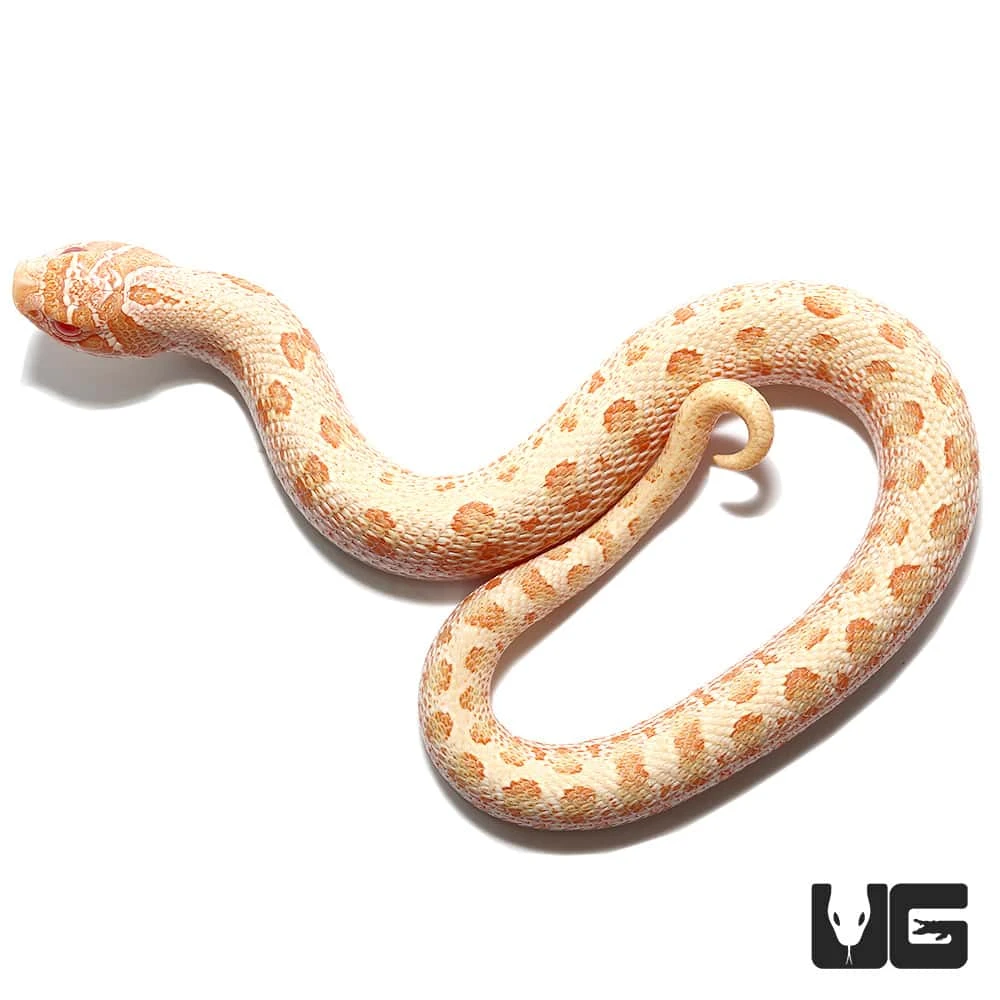 Baby Albino Anaconda Western Hognose Snake - Image 2