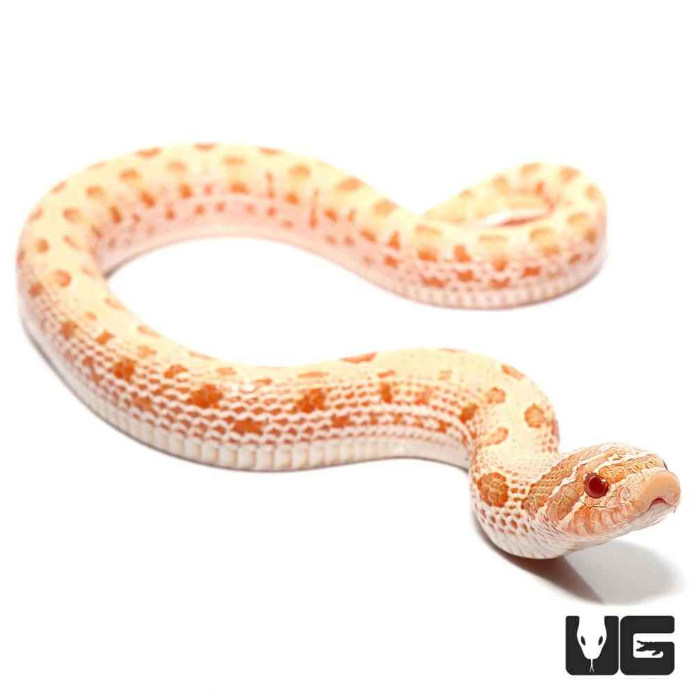 Baby Albino Anaconda Western Hognose Snake - Image 3