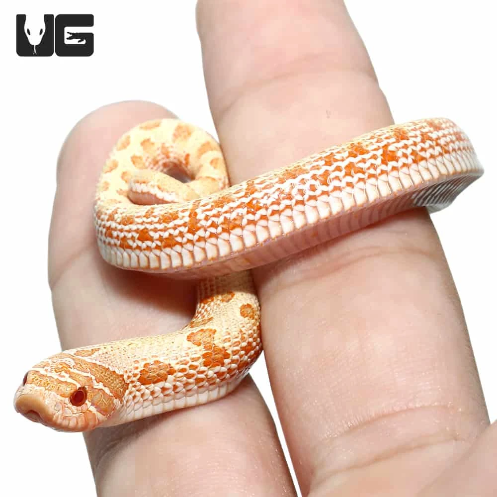 Baby Albino Anaconda Western Hognose Snake - Image 4