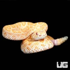 Baby Albino Het Scaleless Western Diamondback Rattlesnake