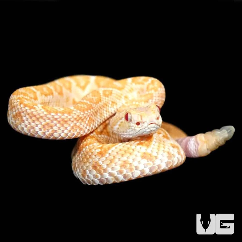 Baby Albino Het Scaleless Western Diamondback Rattlesnake