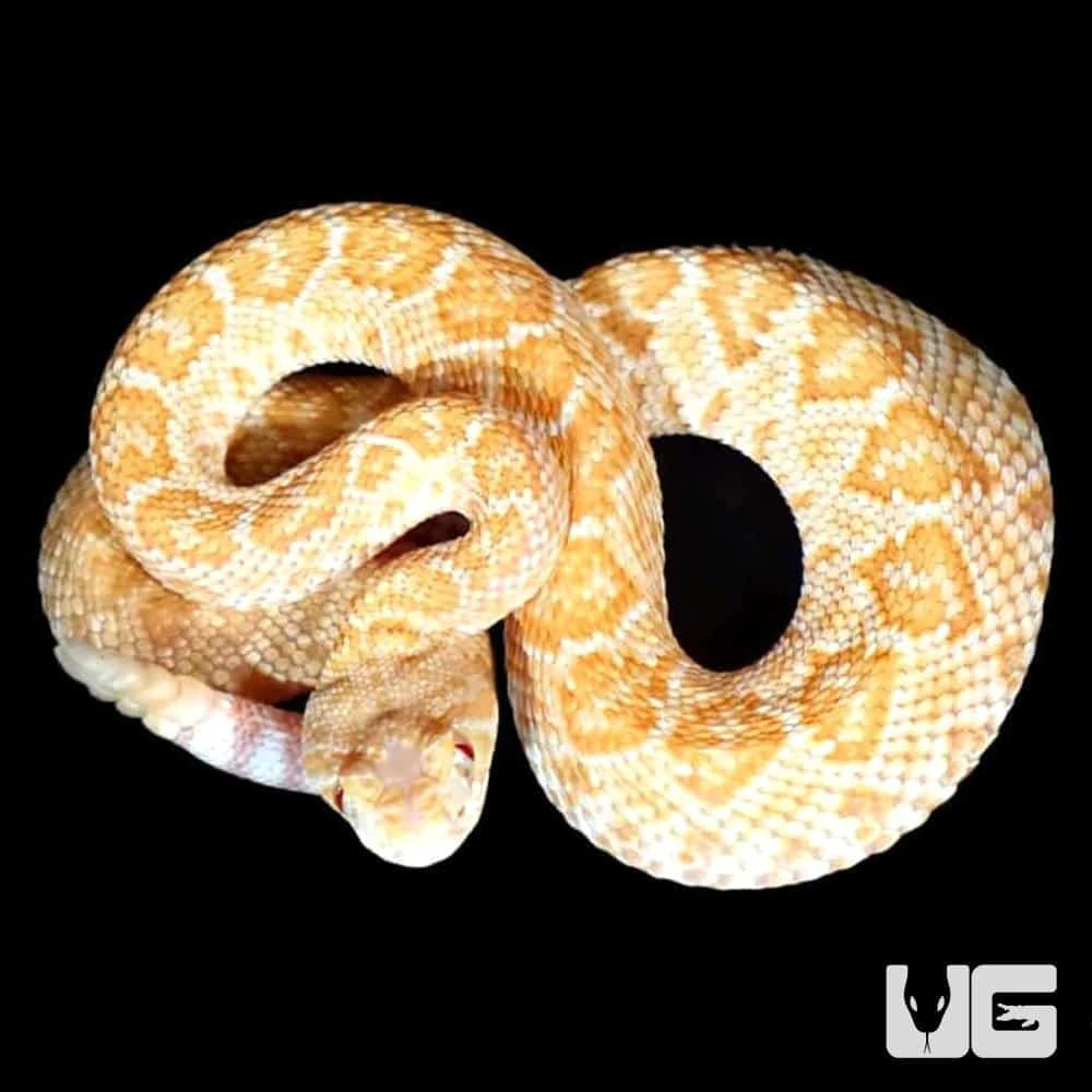 Baby Albino Het Scaleless Western Diamondback Rattlesnake - Image 2