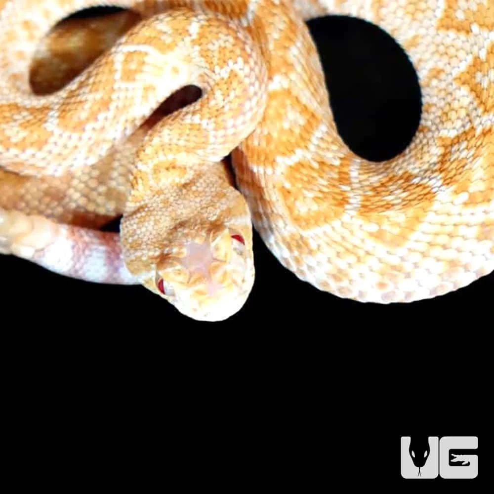 Baby Albino Het Scaleless Western Diamondback Rattlesnake - Image 3