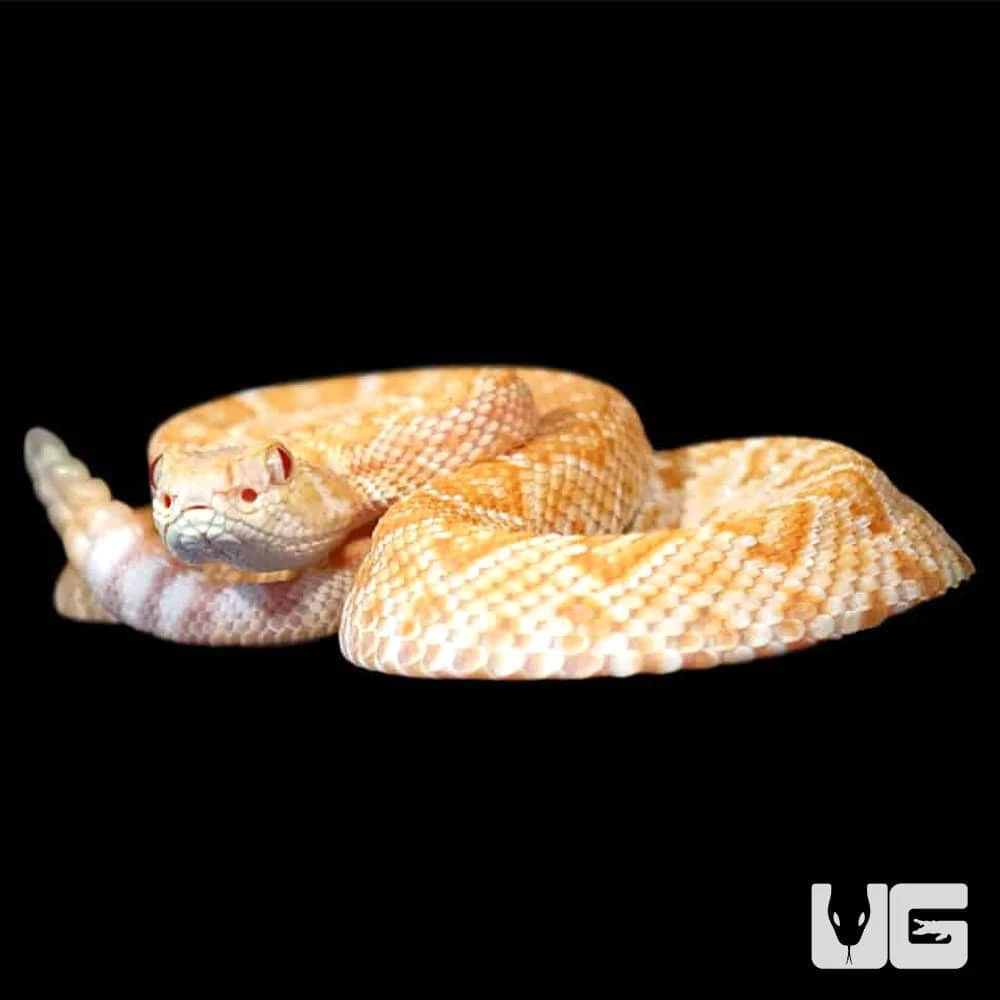 Baby Albino Het Scaleless Western Diamondback Rattlesnake - Image 4