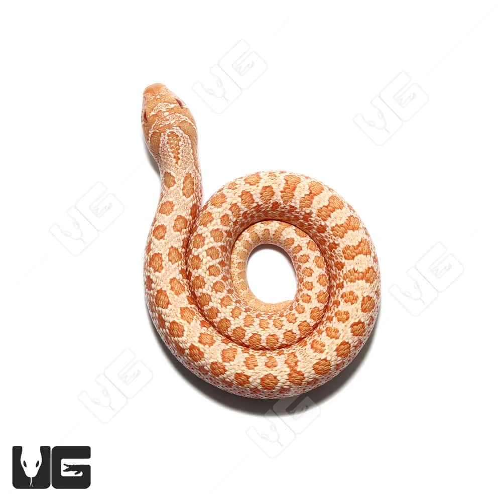 Baby Albino “Mondo” Line Western Hognose Snake - Image 3
